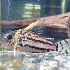 爆安！コリドラス　セミロングノーズスーパーシュワルツＲ７年１２月２６日入荷