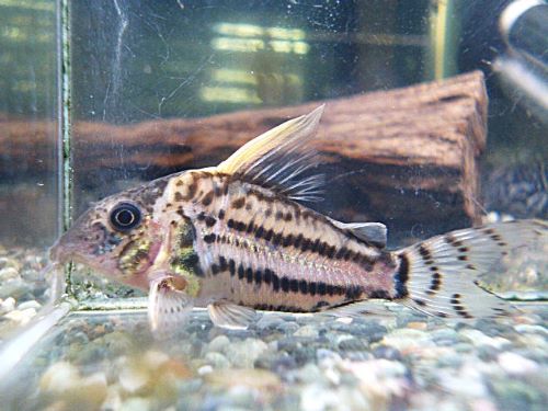 爆安！コリドラス　セミロングノーズスーパーシュワルツＲ７年１２月２６日入荷