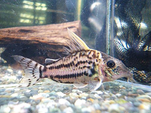 コリドラス　セミロングノーズスーパーシュワルツ