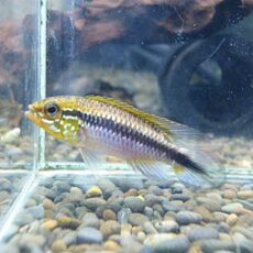 アピスト　アガシジ　ナナイ　ペア　２０２６年１月８日入荷