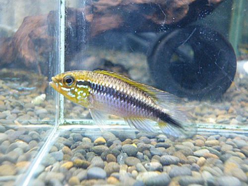 アピスト アガシジ ナナイ ペア 2026年1月8日入荷 アガシジ