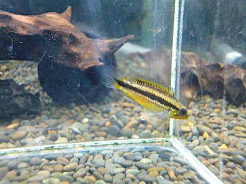 アピスト アガシジ ナナイ ペア 2026年1月8日入荷 アガシジ