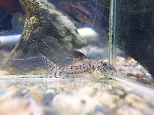 コリドラスＳｐ．