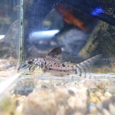 コリドラスＳｐ．　⑤　２０２６年１月９日入荷