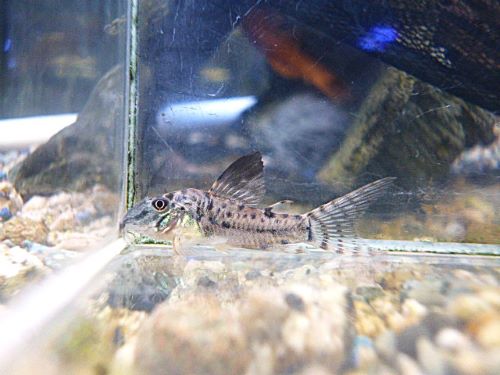 コリドラスＳｐ．　⑤　２０２６年１月９日入荷