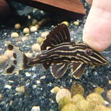 サンダーロイヤルプレコ⑤　２０２６年１月９日入荷