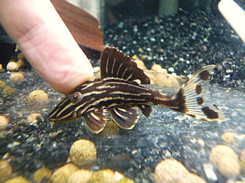 サンダーロイヤルプレコ