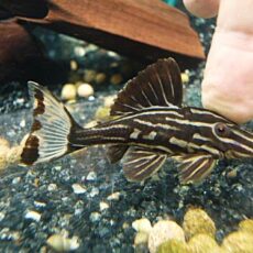 サンダーロイヤルプレコ⑥　２０２６年１月９日入荷