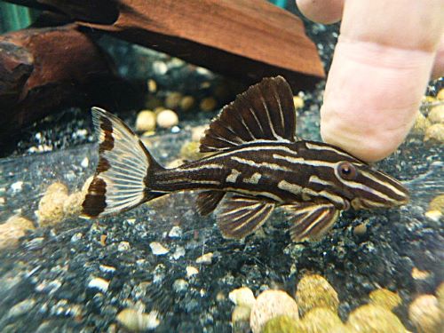 サンダーロイヤルプレコ⑥　２０２６年１月９日入荷