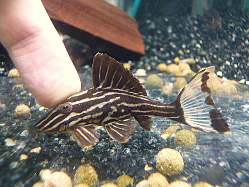 サンダーロイヤルプレコ