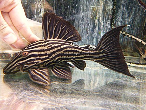 プラチナロイヤルプレコ