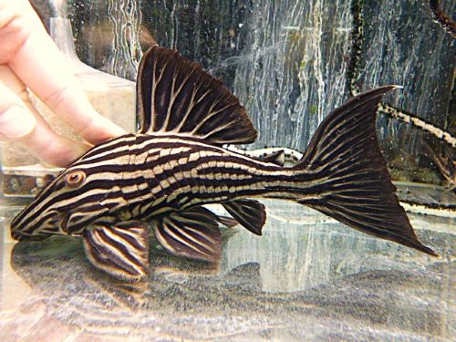 プラチナロイヤルプレコ