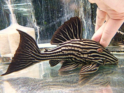 プラチナロイヤルプレコ