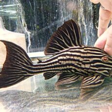 プラチナロイヤルプレコ約２１ｃｍ　２０２５年８月１９日入荷