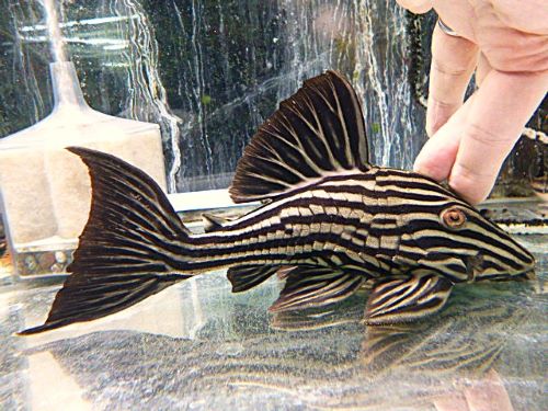 プラチナロイヤルプレコ約２１ｃｍ　２０２５年８月１９日入荷