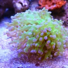 タコアシサンゴ茎メタグリーン/パープルトップ　２０２６年１月１２日撮影