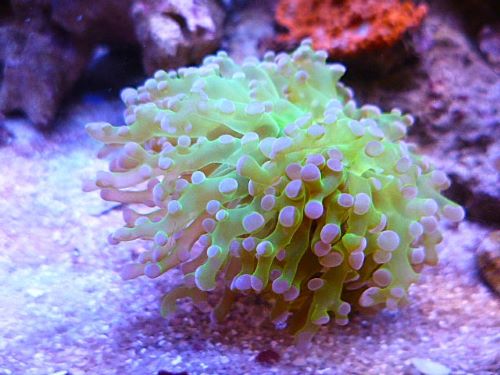 タコアシサンゴ茎メタグリーン/パープルトップ　２０２６年１月１２日撮影
