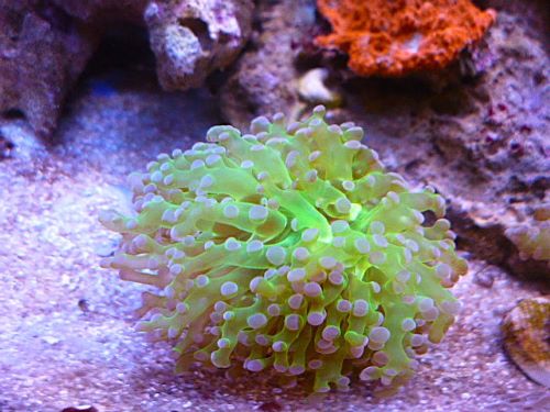 タコアシサンゴ