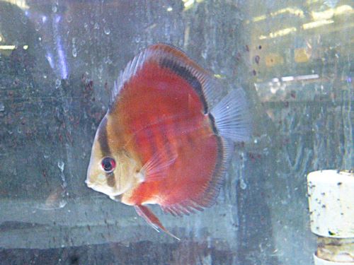 サンメラー・ディスカス