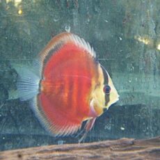 サンメラーディスカス②　２０２５年９月２９日入荷