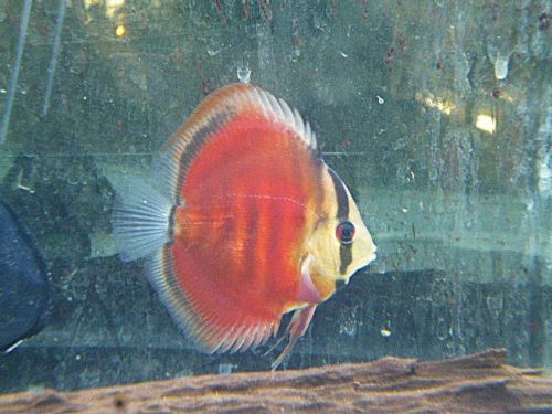 サンメラーディスカス②　２０２５年９月２９日入荷