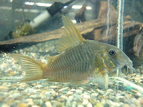 コリドラス　コンコロール