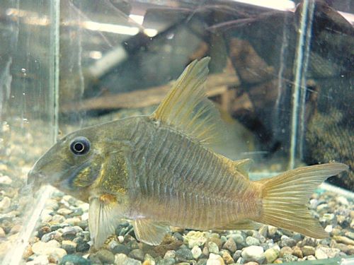 ＷＩＬＤコリドラス　コンコロール　２０２５年１２月１６日入荷