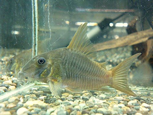 コリドラス　コンコロール