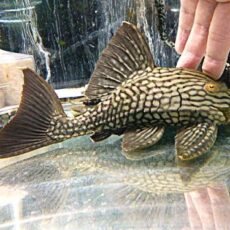 ハーフスポットロイヤルプレコ　２０２５年１２月２５日入荷