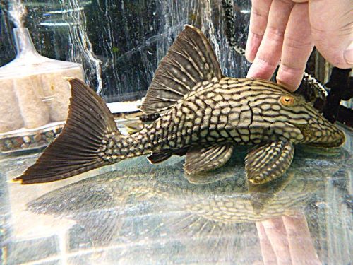 ハーフスポットロイヤルプレコ　２０２５年１２月２５日入荷