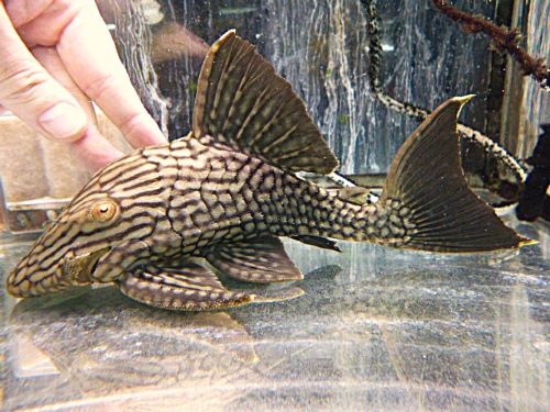 ハーフスポットロイヤルプレコ