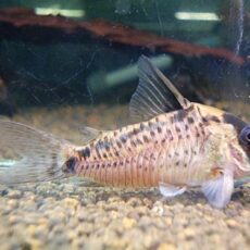 コリドラス　エヴェリナエⅠ　２０２６年１月７日入荷　