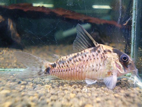 コリドラス　エヴェリナエⅠ　２０２６年１月７日入荷　