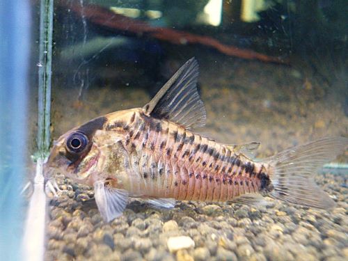 コリドラス　エヴェリナエⅠ