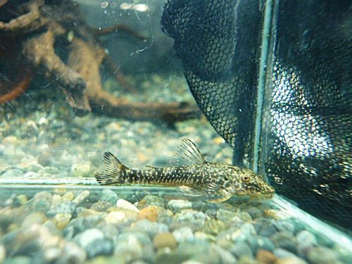 パラオトシン　バヒエンシス