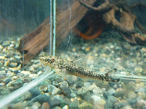 パラオトシン　バヒエンシス