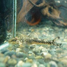 パラオトシン　バヒエンシス　２０２５年１０月２５日入荷