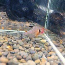 ファイヤーファントムテトラ　２０２５年１２月３０日入荷