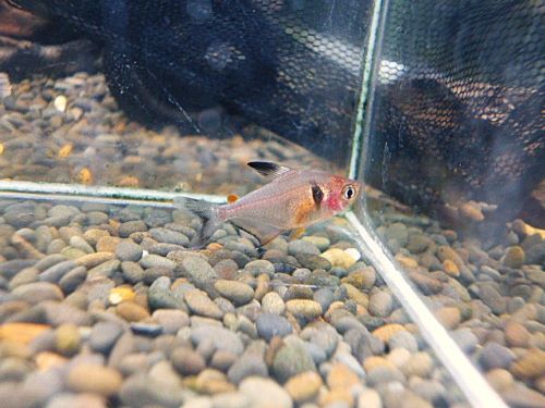 ファイヤーファントムテトラ　２０２５年１２月３０日入荷