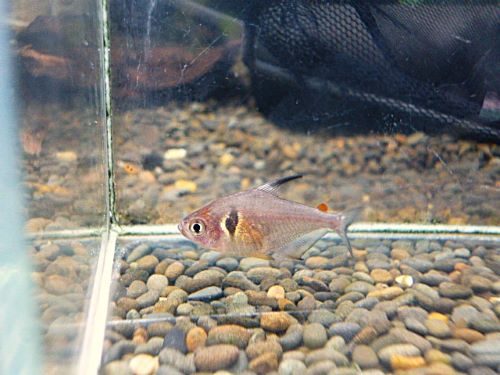 ファイヤーファントムテトラ