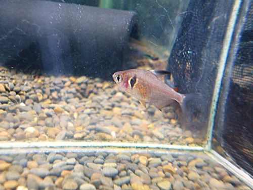 ファイヤーファントムテトラ