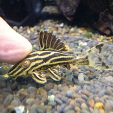 ゴールデンロイヤルプレコ①　２０２６年１月１３日入荷