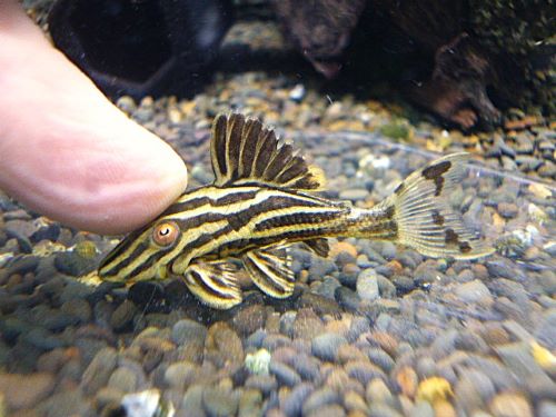 ゴールデンロイヤルプレコ①　２０２６年１月１３日入荷