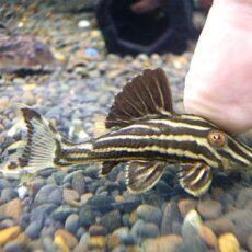 ゴールデンロイヤルプレコ②　２０２６年１月１３日入荷