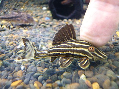 ゴールデンロイヤルプレコ②　２０２６年１月１３日入荷