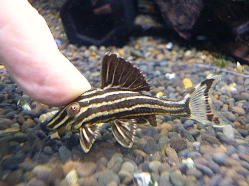 ゴールデンロイヤルプレコ