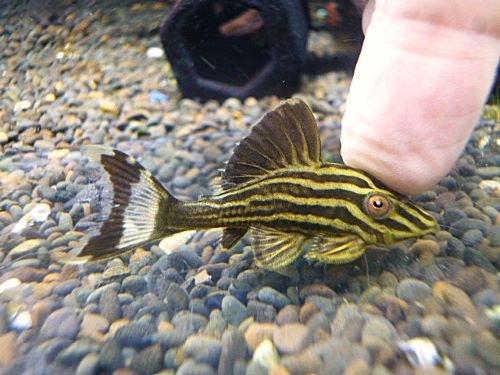 ゴールデンロイヤルプレコ