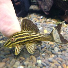 ゴールデンロイヤルプレコ③　２０２６年１月１３日入荷