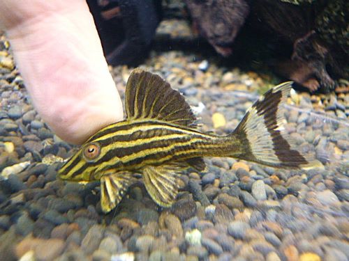 ゴールデンロイヤルプレコ③　２０２６年１月１３日入荷