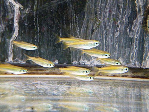 ゴールデンコンゴテトラ